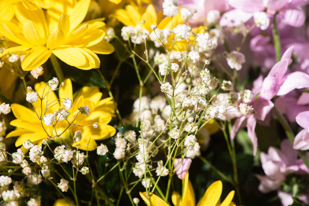 close up view of fresh violet and yellow daisies - Foto, afbeelding