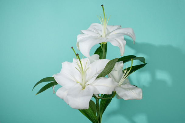 white lilies with green leaves on turquoise background - Foto, Imagen