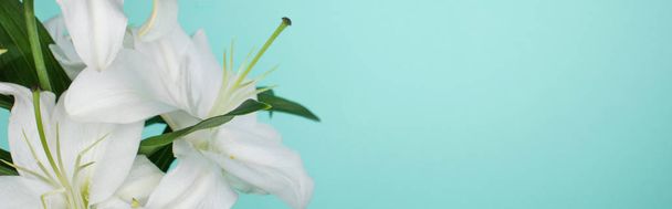 white lilies with green leaves isolated on turquoise, panoramic shot - Foto, Imagem