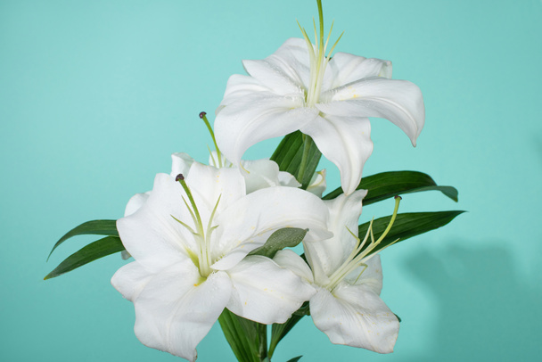 white lilies with green leaves on turquoise background - Foto, Imagem