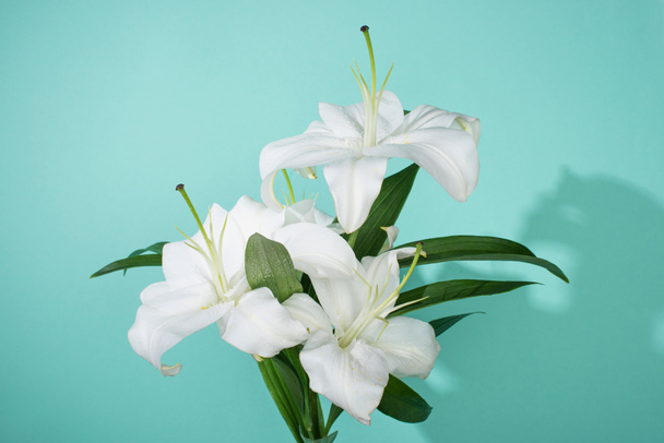 white lilies with green leaves on turquoise background - Fotografie, Obrázek