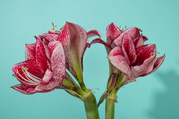 close up view of red lilies on turquoise background - Zdjęcie, obraz
