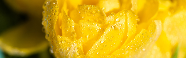 Nahaufnahme von frischer gelber Tulpe mit Wassertropfen  - Foto, Bild