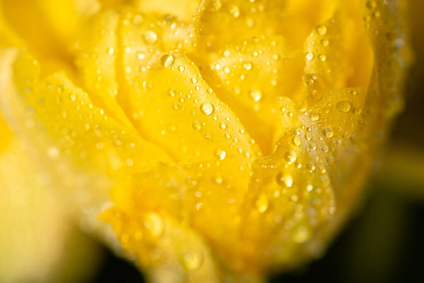 close up view of fresh yellow tulip with water drops - 写真・画像