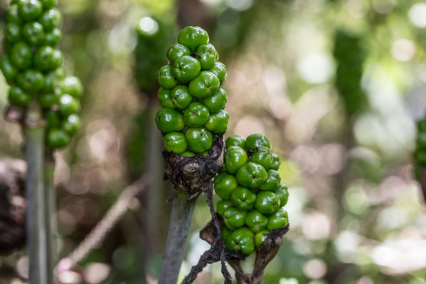 Arum en el bosque caducifolio mixto con bayas
 - Foto, imagen