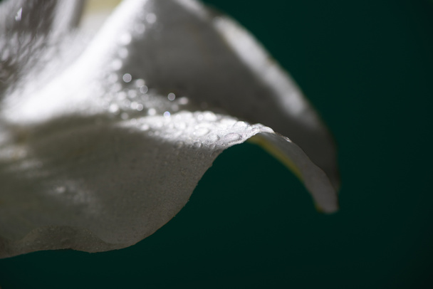 close-up uitzicht op witte bloemblaadje van lelie bloem met water druppels geïsoleerd op zwart - Foto, afbeelding