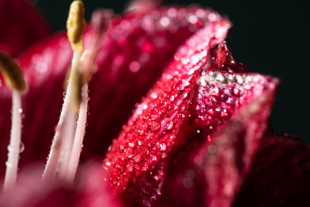 close up view of red lily flower with water drops isolated on black - Photo, Image
