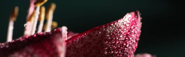 close up view of red lily flower with water drops isolated on black, panoramic shot - Фото, изображение