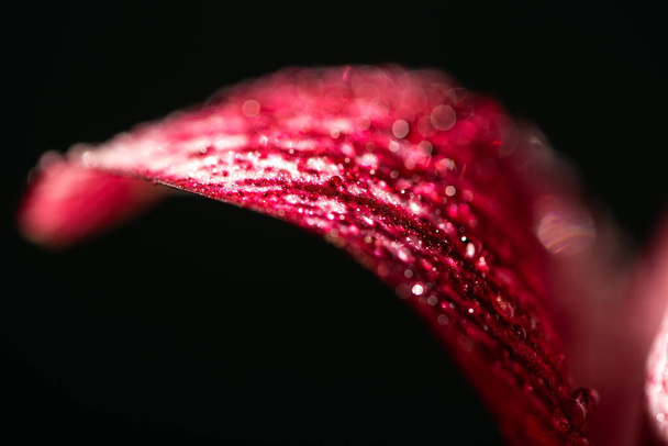close up view of red lily flower petal with water drops isolated on black - 写真・画像