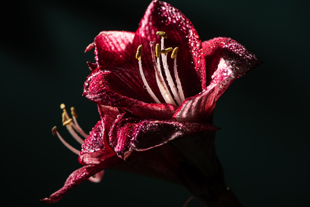 červené lilie květiny s kapkami vody izolované na černé - Fotografie, Obrázek
