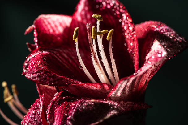 close up view of red lily flowers with water drops isolated on black - 写真・画像