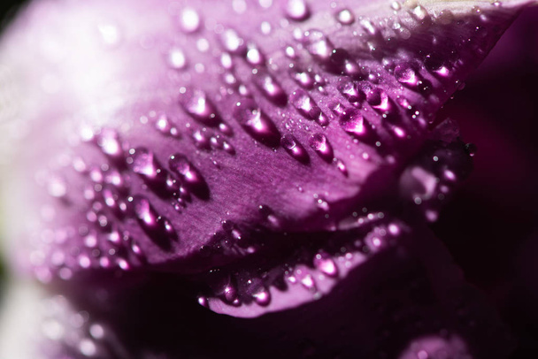 vue rapprochée de la tulipe violette avec gouttes d'eau
 - Photo, image