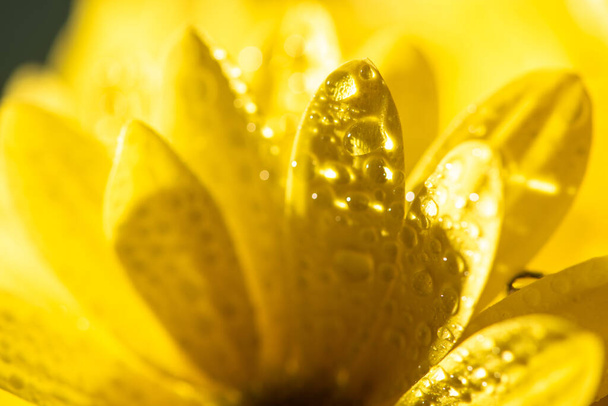 vista de cerca de pétalos de margarita amarilla con gotas de agua
 - Foto, Imagen