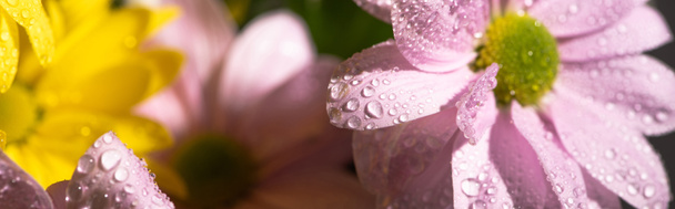 close up view of yellow and violet daisies with water drops, panoramic shot - Foto, Bild