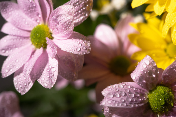 close up view of yellow and violet daisies with water drops, panoramic shot - Photo, Image
