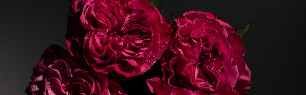 buquê de rosas vermelhas com gotas de água no fundo preto, tiro panorâmico
 - Foto, Imagem