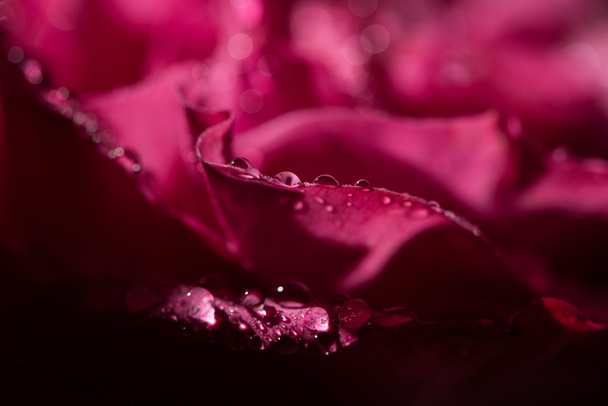 Yaprakların üzerine su damlaları damlayan kırmızı gül manzarasını kapat - Fotoğraf, Görsel