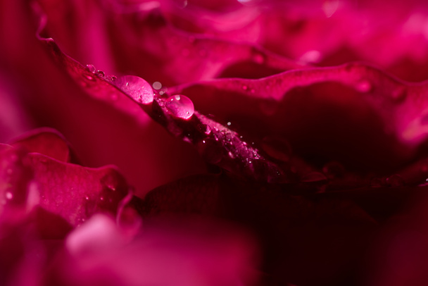 花びらに水滴がついている赤いバラを間近で見ることができます - 写真・画像