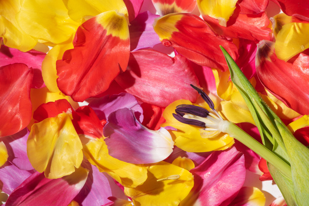 vista dall'alto di petali di tulipano multicolore e gambo
 - Foto, immagini