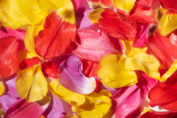 top view of multicolored tulip petals - Foto, afbeelding