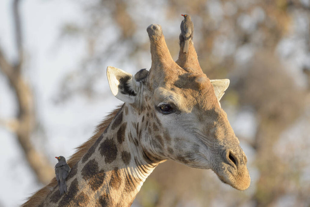 Giraffe (Giraffa camelopardalis) mit einem Rotschnabel-Ochsen (Buphagus erythrorhynchus) auf dem Kopf, Kruger National Park, Südafrika - Foto, Bild