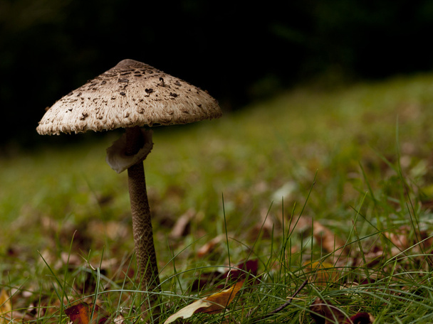 The parasol mushroom (Macrolepiota procera) - Photo, Image