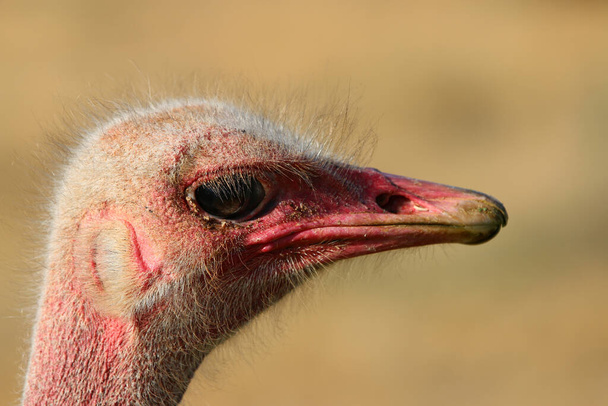 Masai avestruz macho (Struthio camelus massaicus) en Oudtshoorn. Sudafrica
 - Foto, Imagen