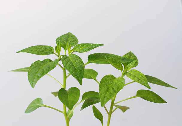 young green plant in a brown pot - Фото, изображение