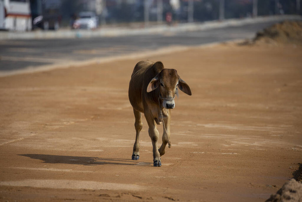 茶色のベトナム牛はタムCocでカメラを見て,ニンビン,ベトナム - 写真・画像