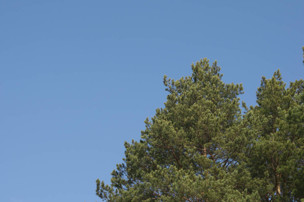 fondo de vacaciones de invierno con pinos contra el cielo azul con espacio de copia
 - Foto, Imagen