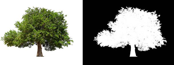 árbol aislado sobre fondo blanco con ruta de recorte y canal alfa  - Foto, Imagen