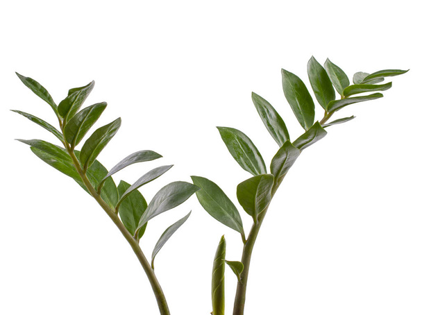 Zamiokulkas zöld ágai fehér, elszigetelt háttérrel - Fotó, kép