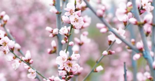 Virágzó őszibarack faágak. Tavaszi őszibarack kert. 4k. - Felvétel, videó
