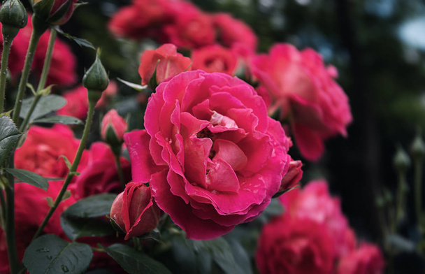 Gentle nature background with blooming roses. Beautiful rose flowers in garden. Floral romantic image.  - 写真・画像
