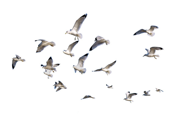 Gabbiani a becco d'anello (Larus delawarensis) in volo isolati su uno sfondo bianco
 - Foto, immagini