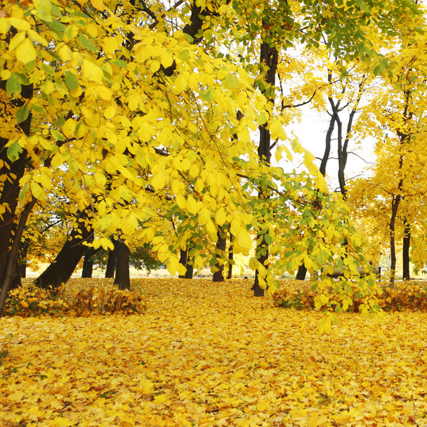 Autumn park - Foto, imagen