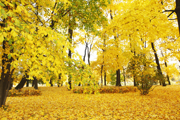 Autumn park - Foto, Imagen