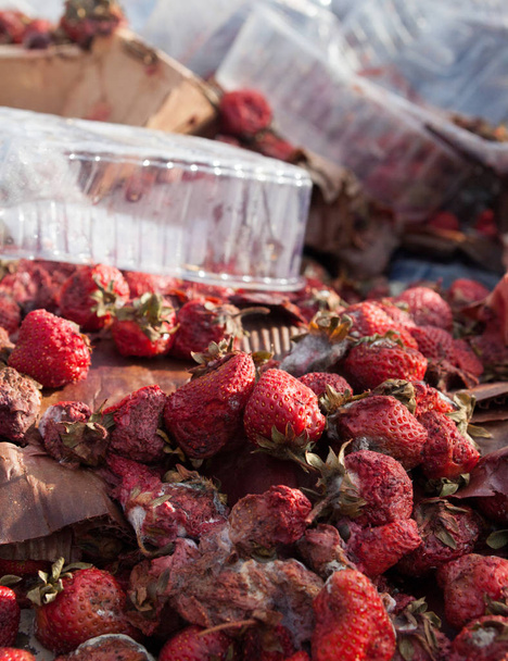 Rotten garden strawberries on the landfill. Plastic containers and cardboard boxes. Pile of garbage. - Photo, Image