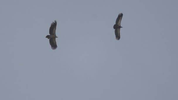 Adler hoch am Himmel, Nepal, Adler fliegen auf der Suche nach ihrer Beute - Filmmaterial, Video