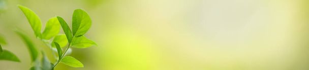 Close up of nature view green leaf on blurred greenery background under sunlight with bokeh and copy space using as background natural plants landscape, ecology cover concept. - Photo, Image