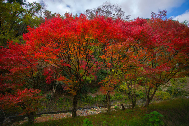 Cena pitoresca de outono no Japão
 - Foto, Imagem
