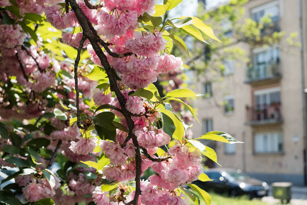 Beautiful cherry blossom sakura flowers in spring time - Foto, Imagen