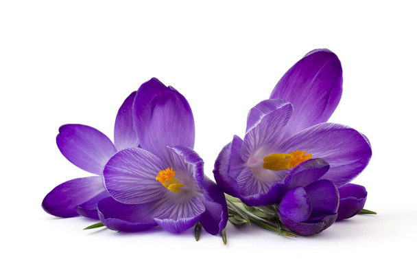 crocus - one of the first spring flowers on white background - Photo, Image