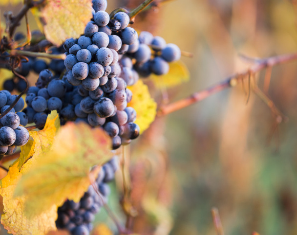 Wine grapes on a vine branch - Foto, Bild