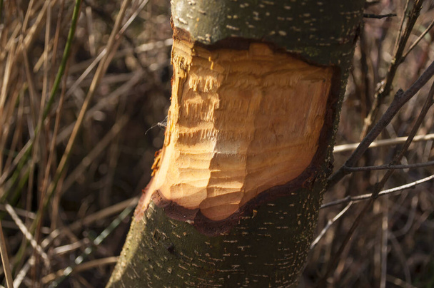 Zblízka ohlodaný záběr velké kůry stromu okousané bobry. Rozštípané dřevo a piliny kolem stromu. Bobři stavějící přehradu u potoka nebo hledající potravu - Fotografie, Obrázek