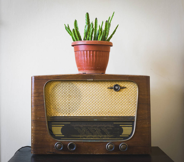 Старое винтажное радио на паркете с кактусом в цветочном горшке на теплом фоне
. - Фото, изображение