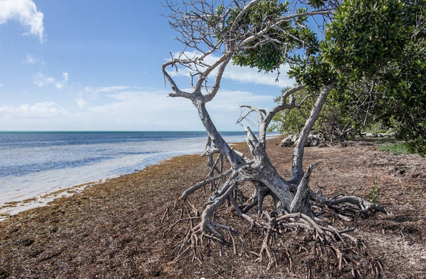 Florida Keys Shoreline: Las raíces de manglares atrapan arena y vegetación cerca del borde de las aguas, ayudando a formar la masa de tierra de los Cayos de Florida
. - Foto, imagen