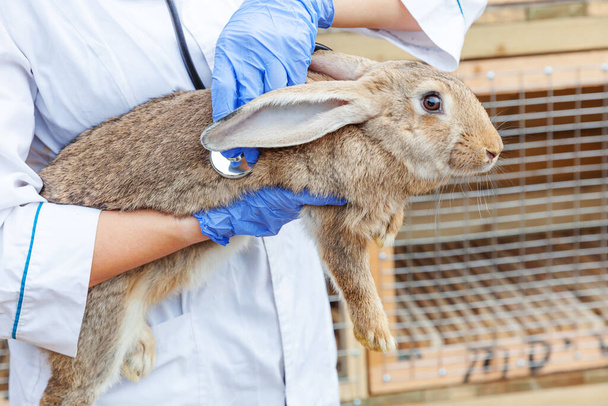 聴診器を持っている獣医師の女性と牧場の背景にウサギを近くで調べます。自然環境農場でのチェックのために獣医の手でバニー.動物の世話と生態農業の概念 - 写真・画像