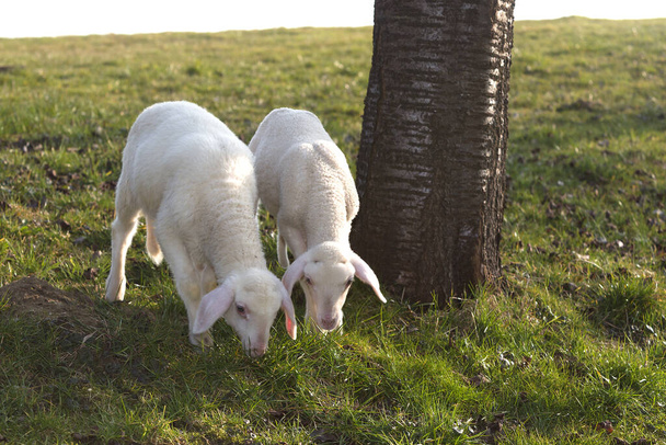 Dvě mladá jehňata na louce na jaře - Fotografie, Obrázek
