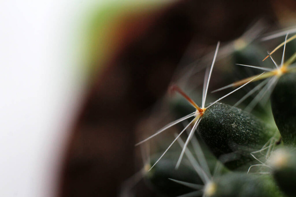 Kaktus zielony, żywa roślina, makro kręgosłupy kwiat - Zdjęcie, obraz